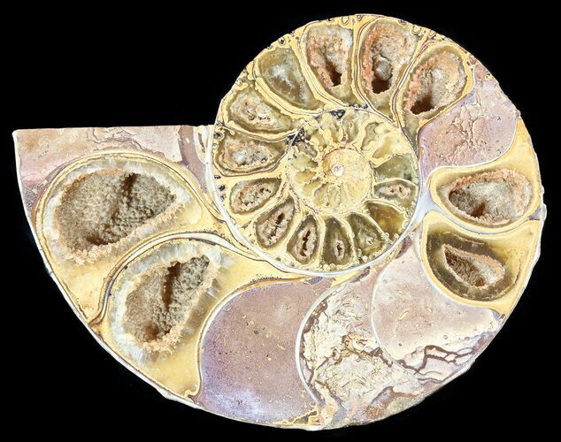 Sliced, Agatized Ammonite Fossil (Half) - Jurassic #54038